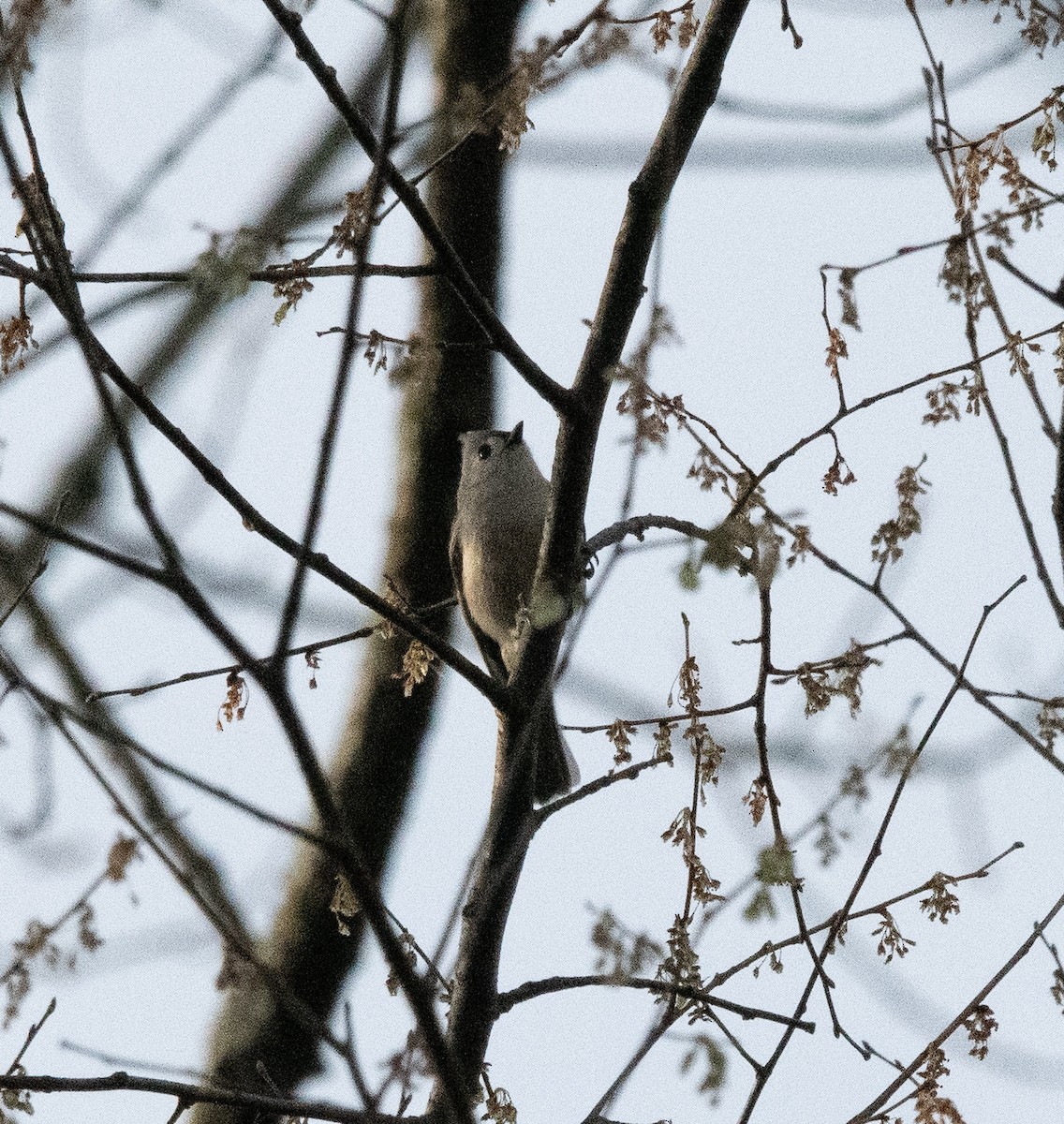 Tufted Titmouse - ML537782781