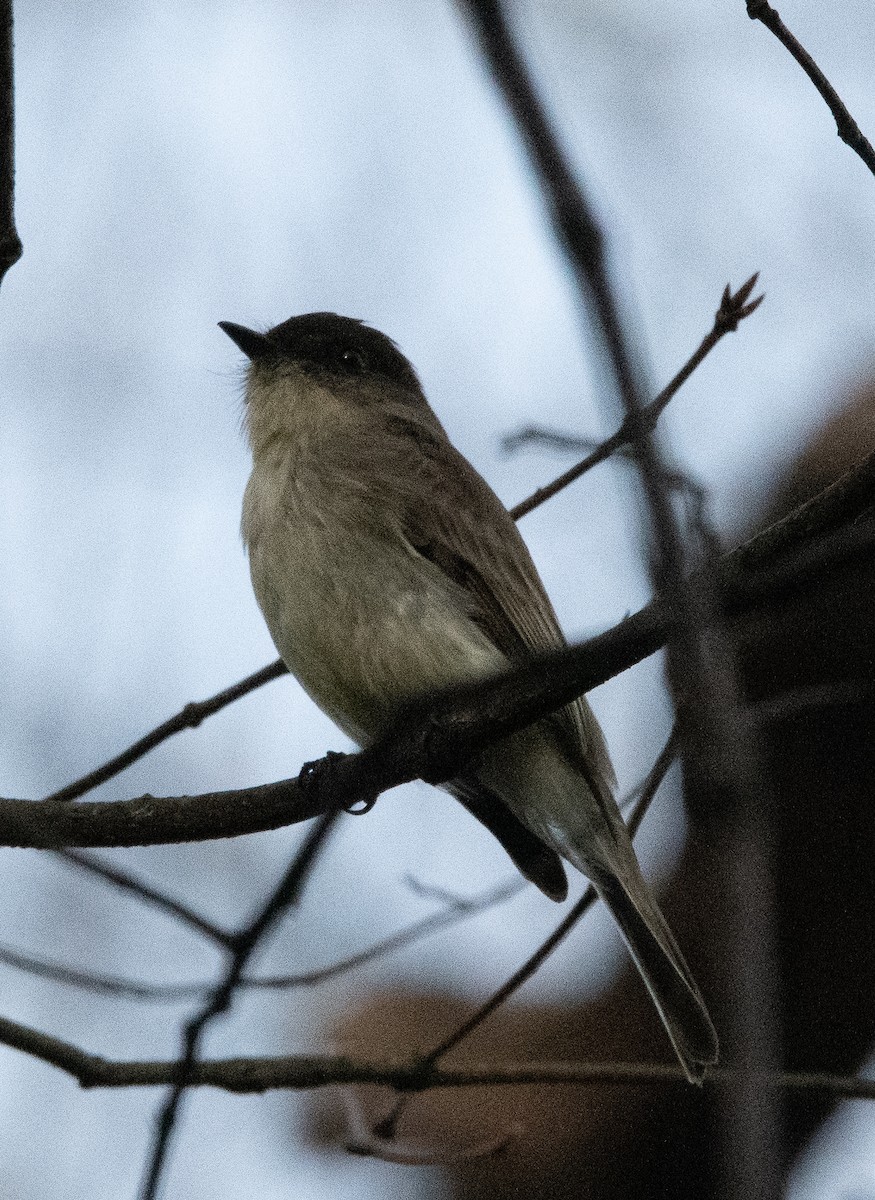 Eastern Phoebe - ML537783001