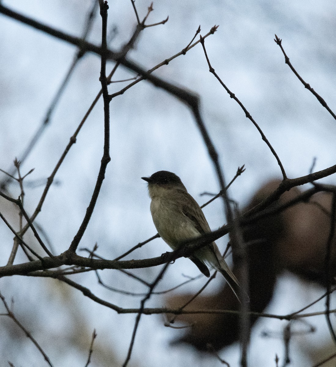 Eastern Phoebe - ML537783011