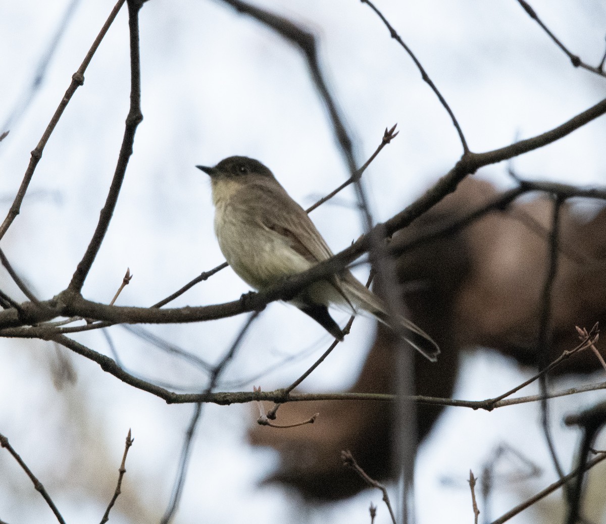Eastern Phoebe - ML537783021