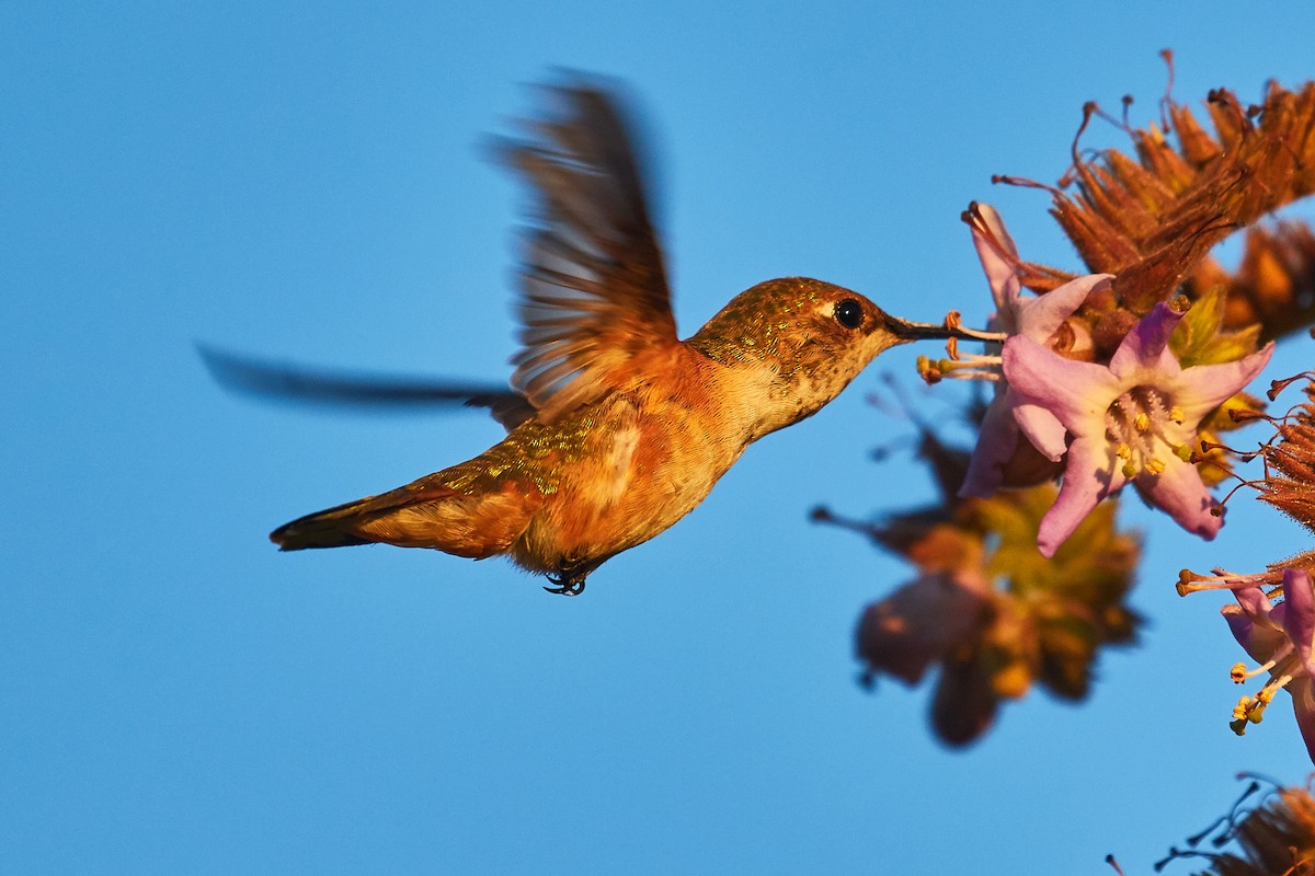 Rufous Hummingbird - ML537783731