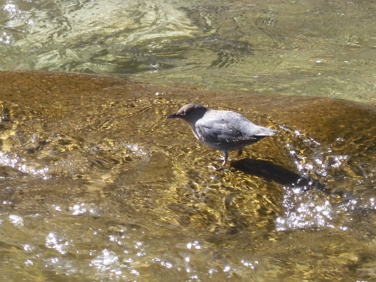 American Dipper - ML537783911