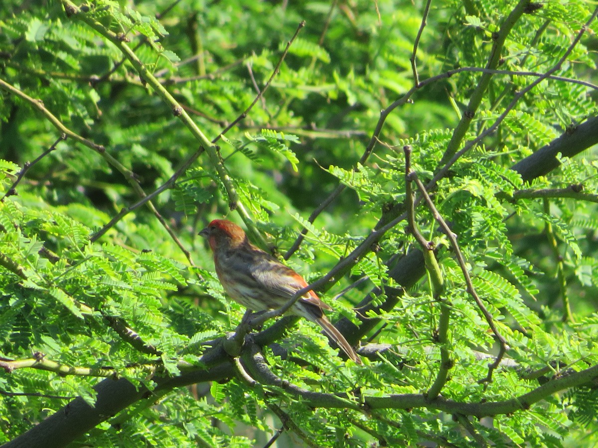 House Finch - ML537784131