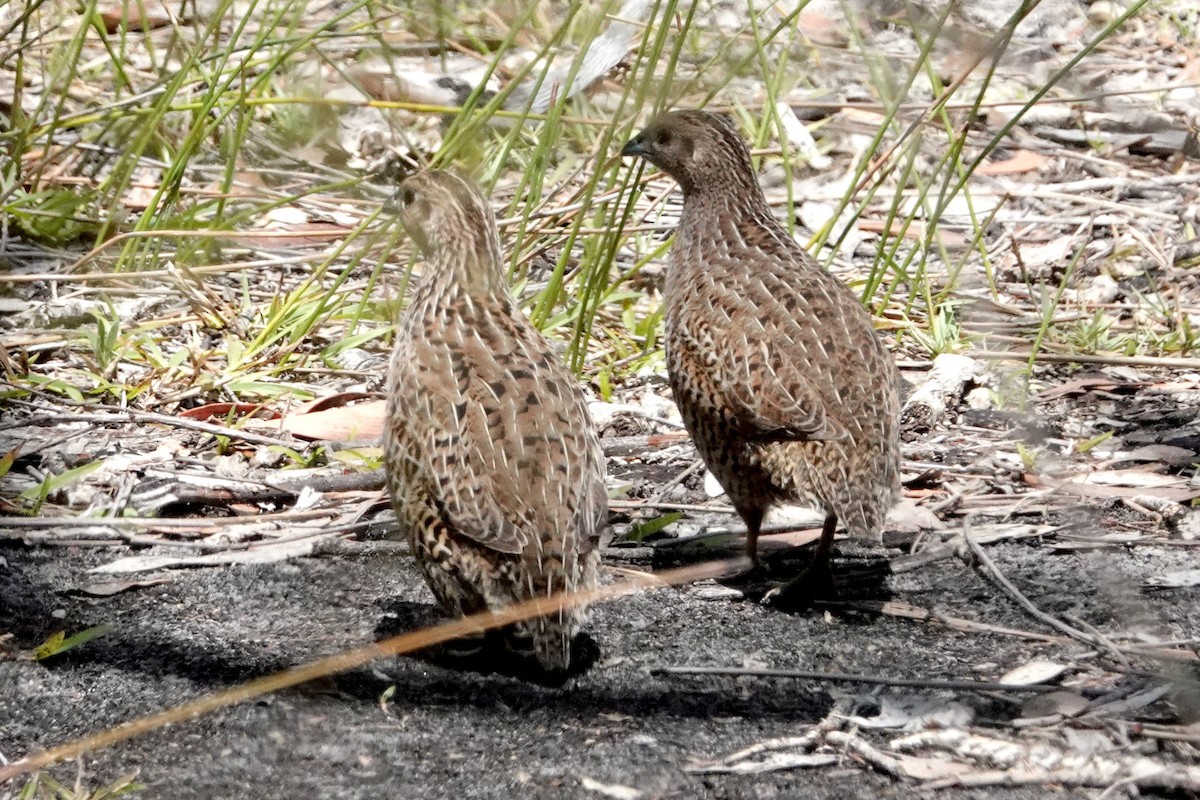 Brown Quail - Peter Woodall