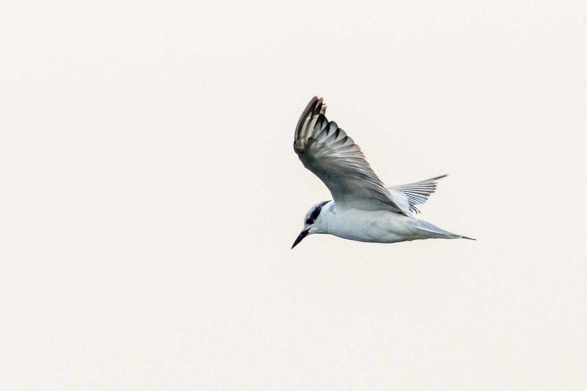 Whiskered Tern - ML537785191