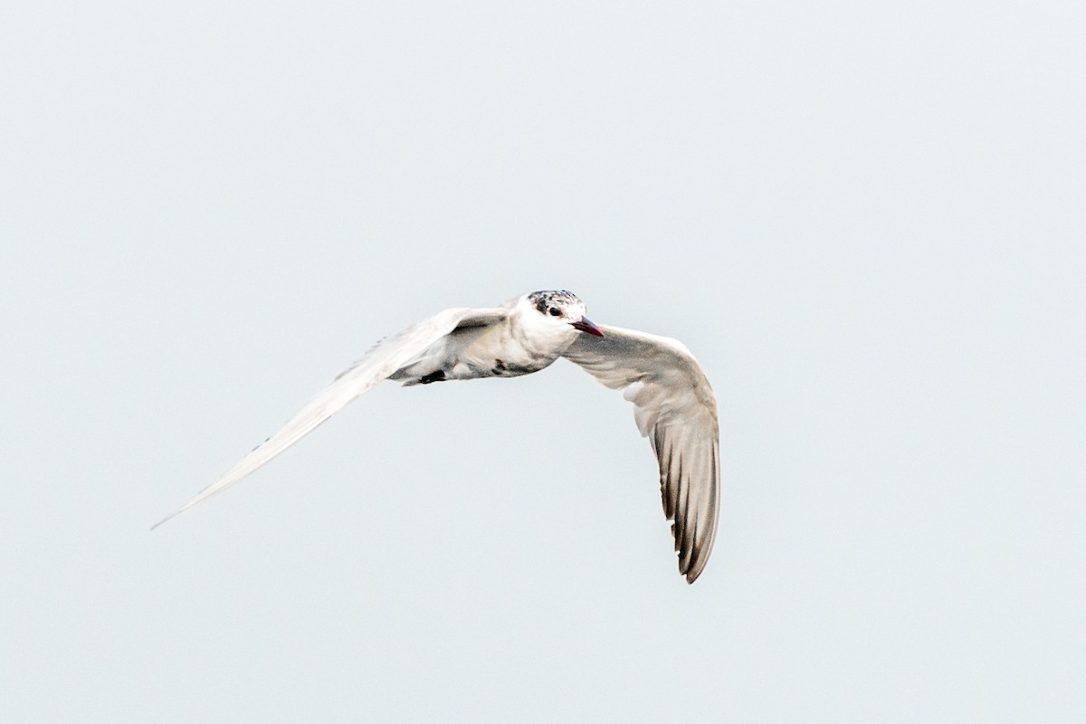 Whiskered Tern - Swami Bogim