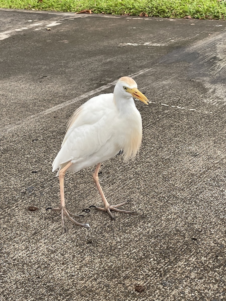 Western Cattle Egret - ML537785451