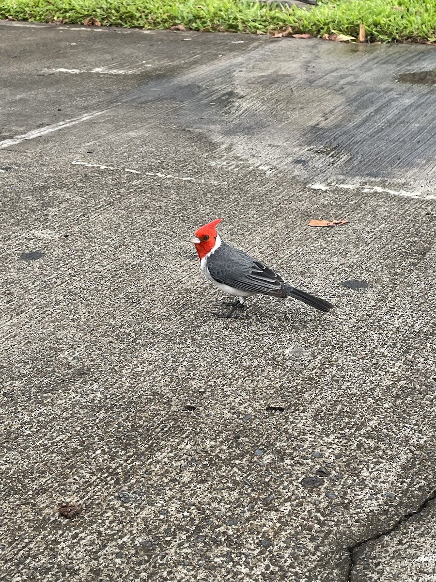 Red-crested Cardinal - ML537785701