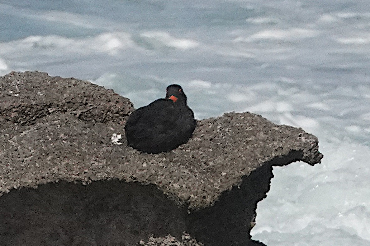 Sooty Oystercatcher - Peter Woodall