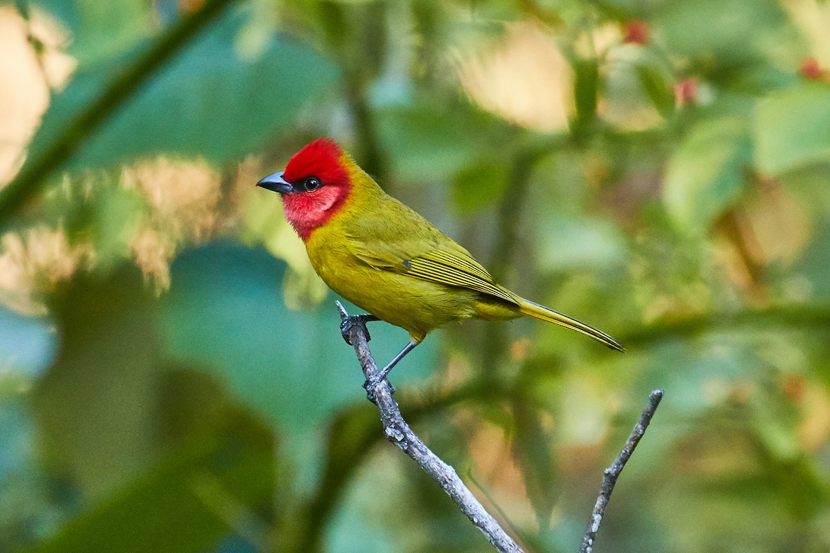 Red-headed Tanager - Mark Stackhouse