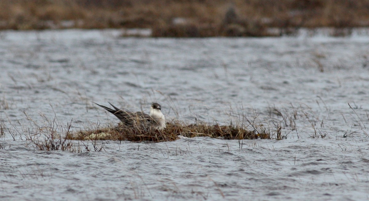 Parasitic Jaeger - ML53778701