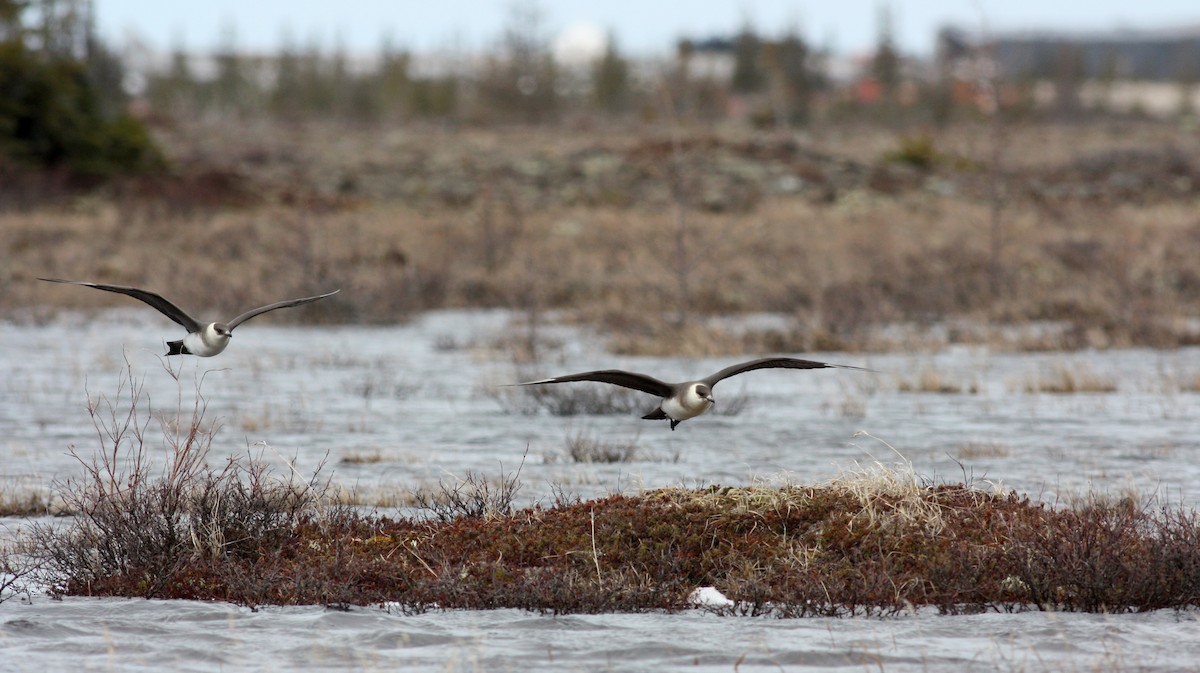 Parasitic Jaeger - ML53778711