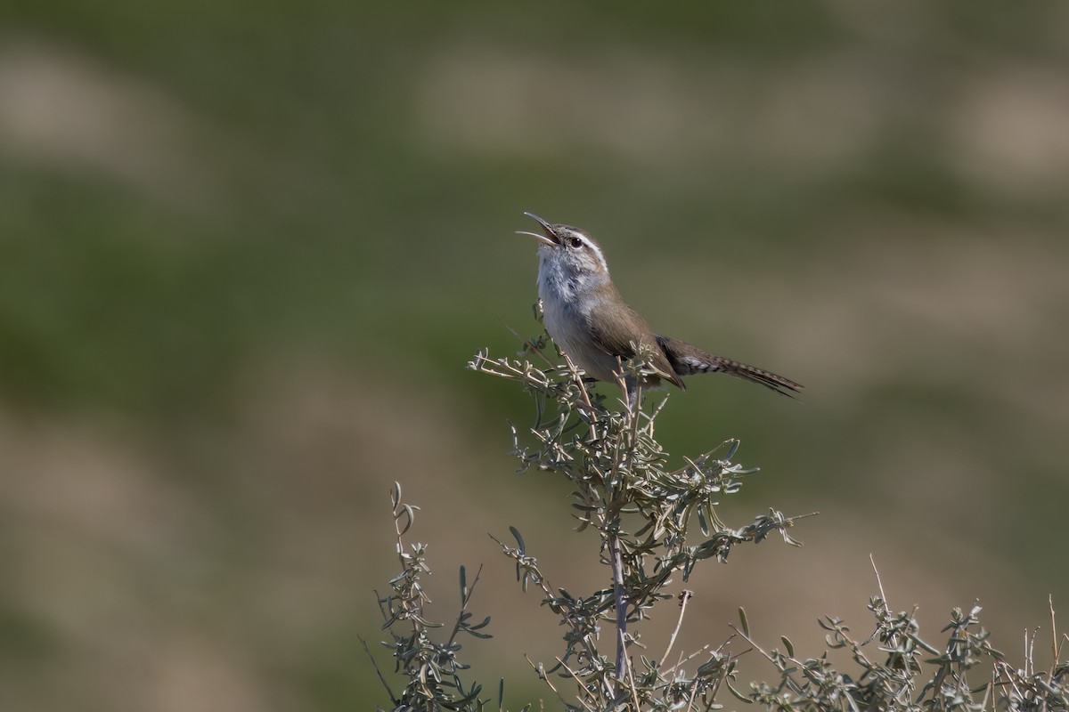 Bewick's Wren - ML537787501