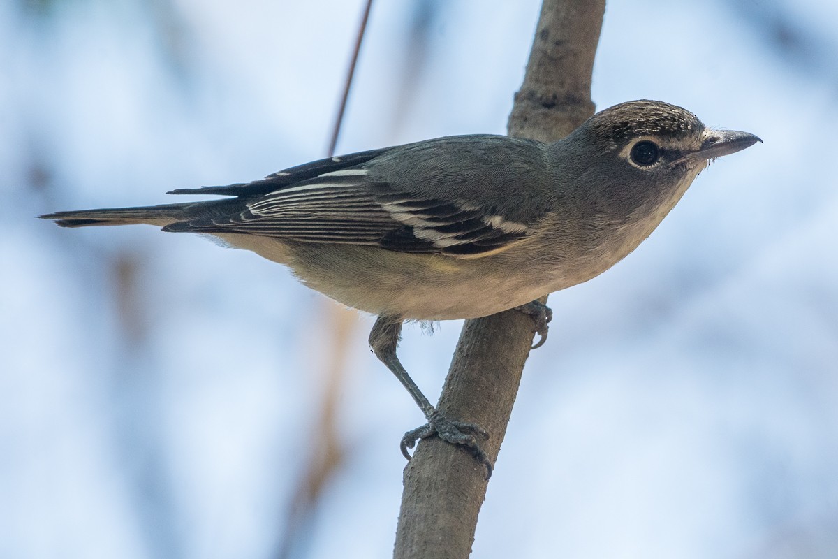 Plumbeous Vireo - ML537787791