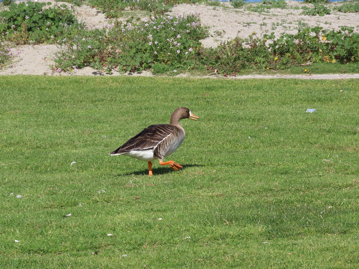 Greater White-fronted Goose - ML537787921