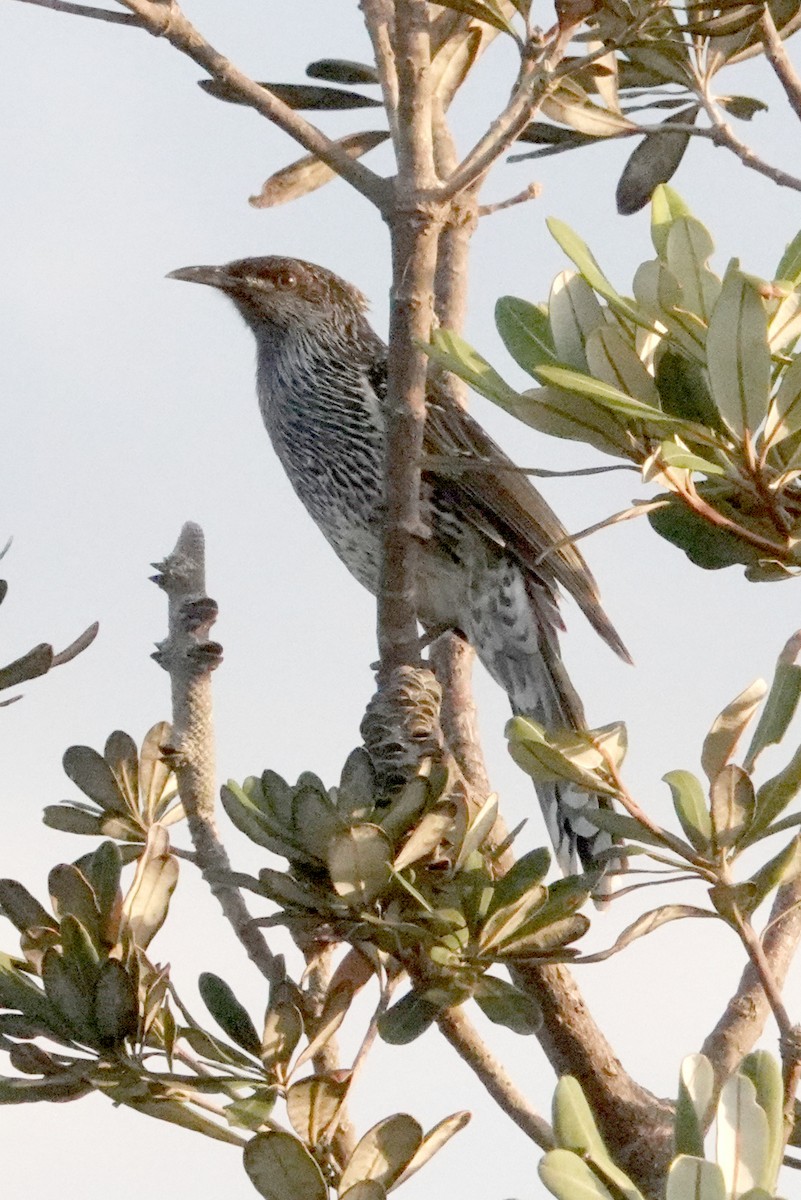 Little Wattlebird - ML537788581