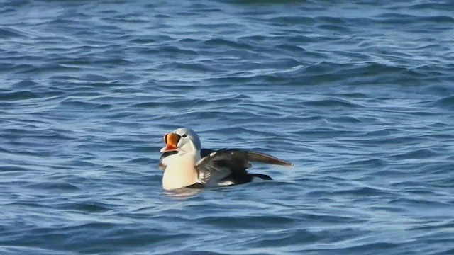 Eider à tête grise - ML537788711