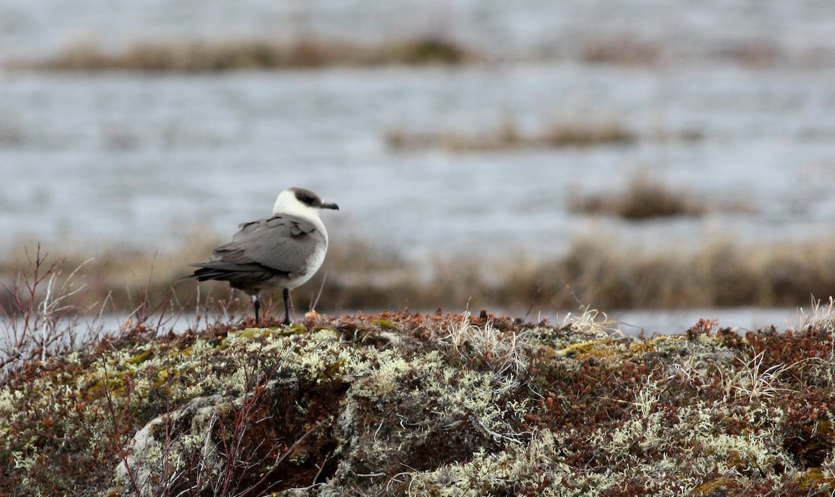 Parasitic Jaeger - ML53778911