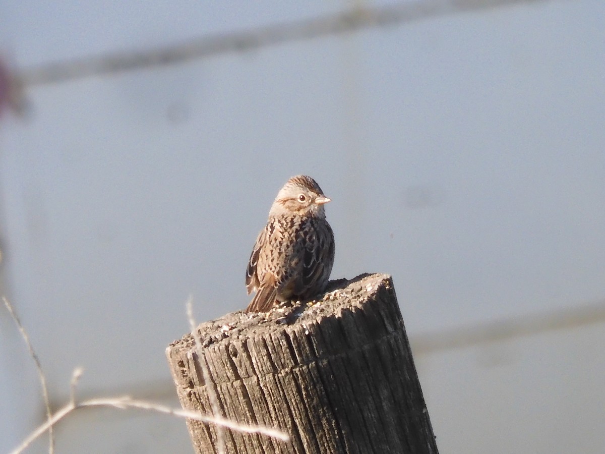 Lincoln's Sparrow - Nancy Bruce