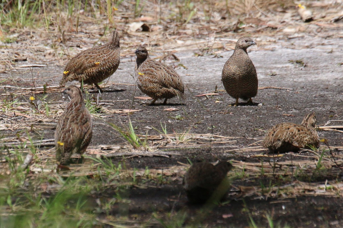 Brown Quail - ML537789371