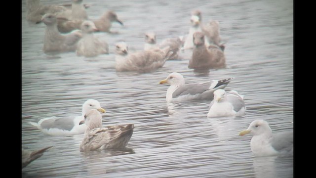 Herring Gull (Vega) - ML537791661