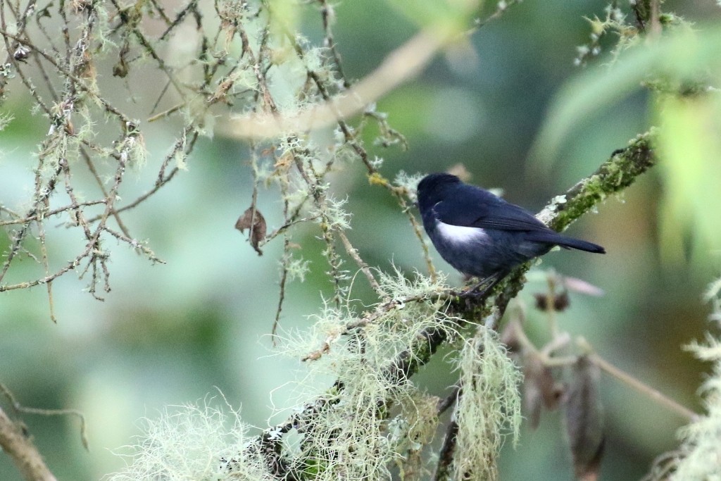 White-sided Flowerpiercer - ML53779381