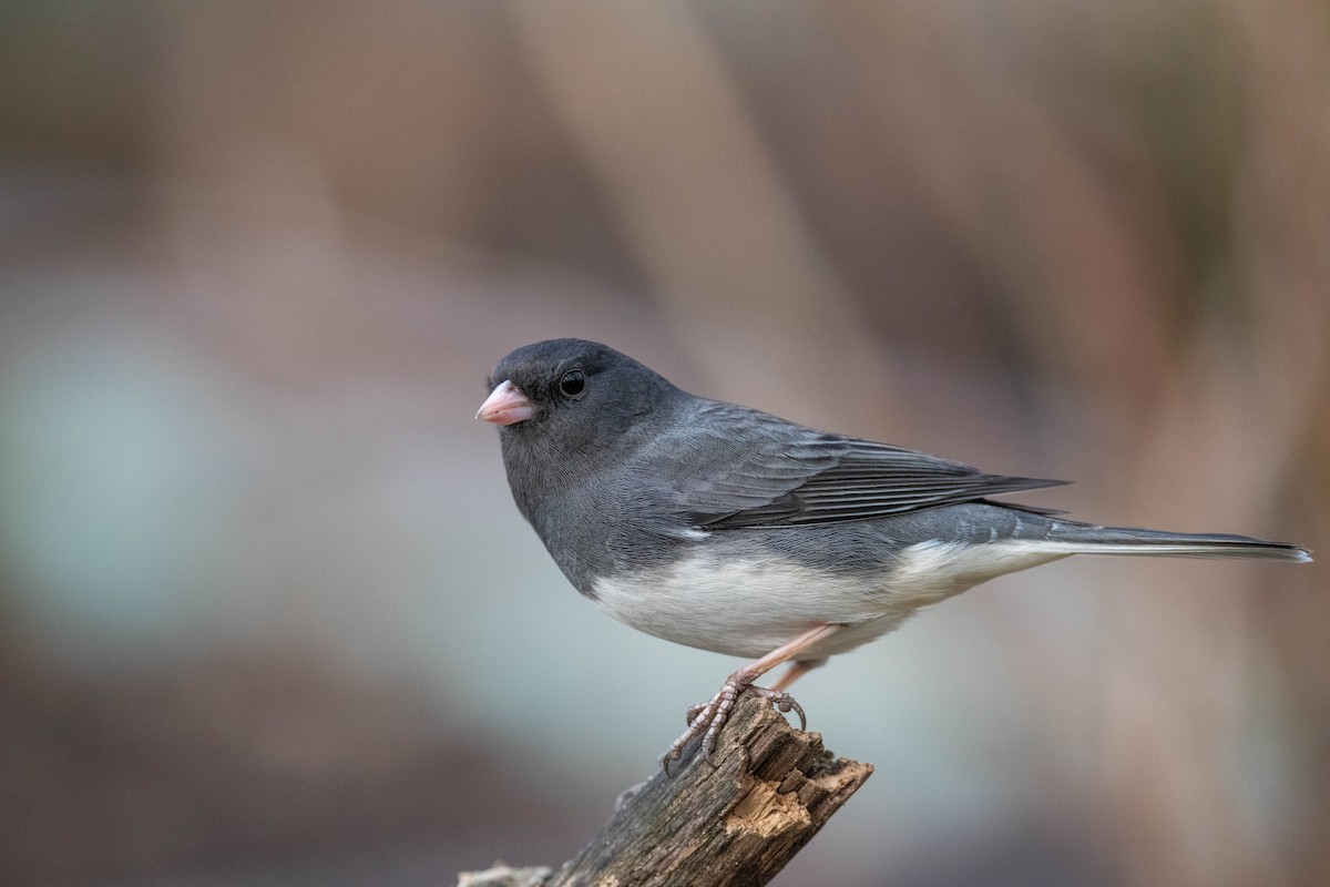 Dark-eyed Junco - ML537793941