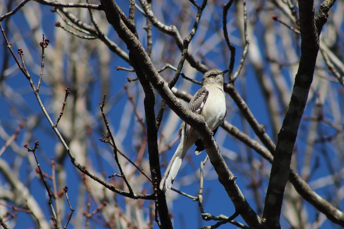 Northern Mockingbird - sherry nordine