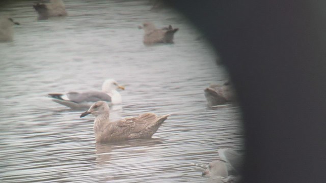 Herring Gull (Vega) - ML537794371