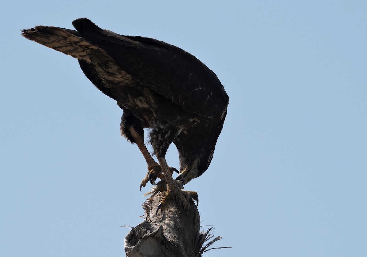 Common Black Hawk - Eva De La Torre