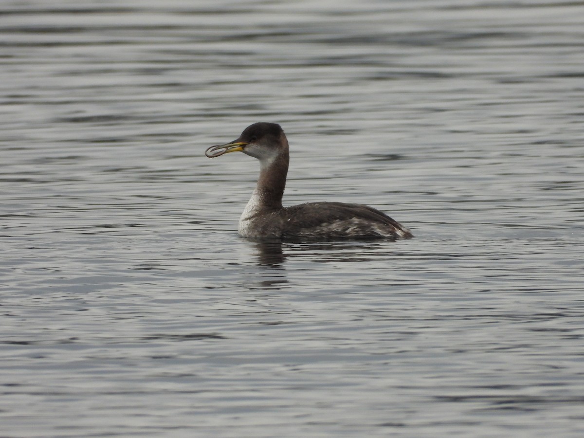 Red-necked Grebe - Randy Smith