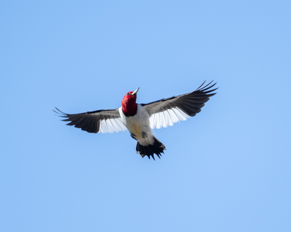 Red-headed Woodpecker - ML537795791