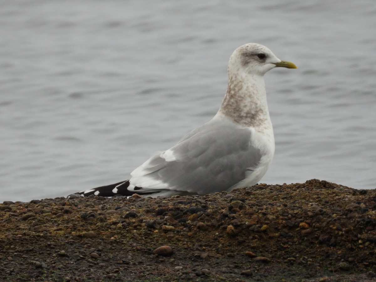Short-billed Gull - ML537795801