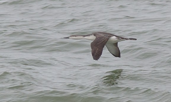 Red-throated Loon - ML53779601