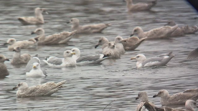 Herring Gull (Vega) - ML537797141