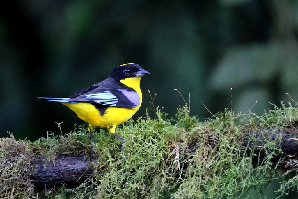 Blue-winged Mountain Tanager - ML53779761