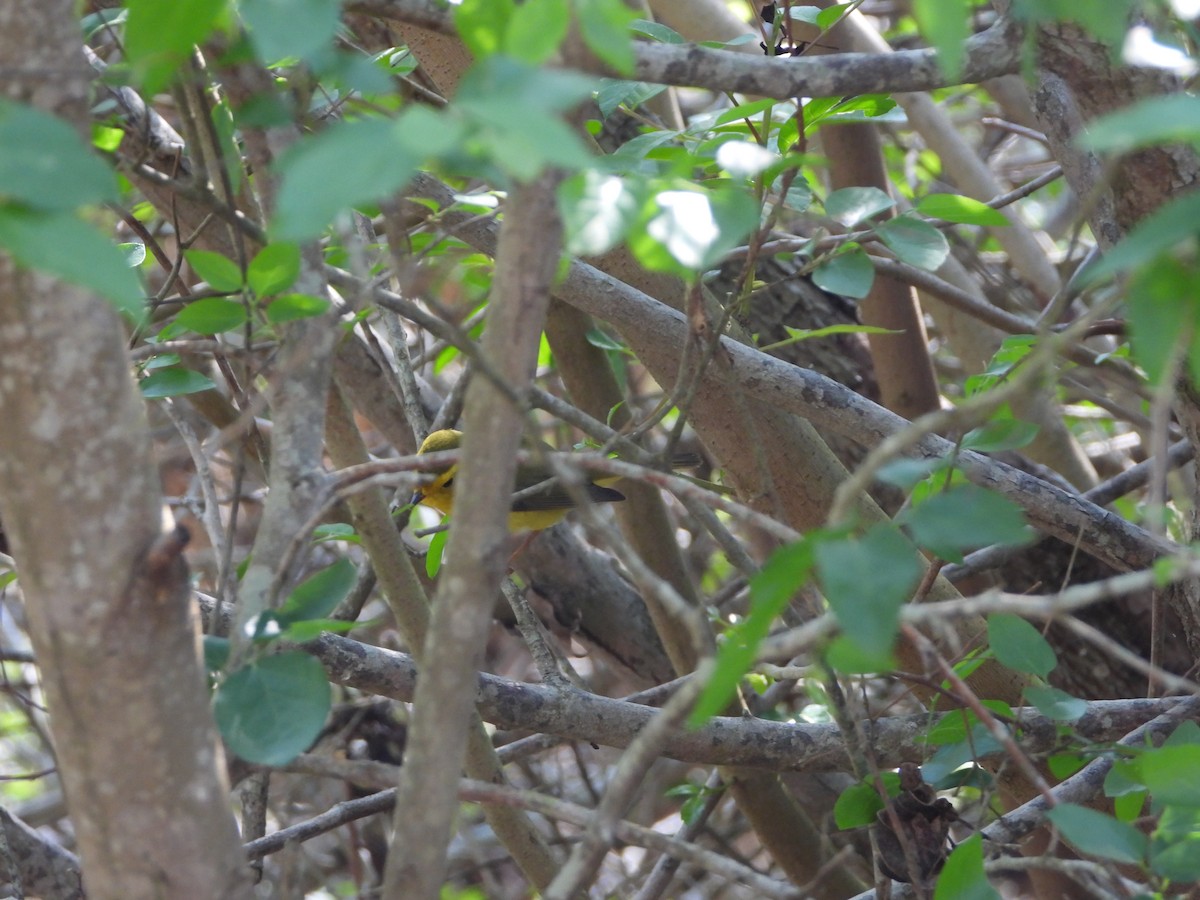 Wilson's Warbler - ML537797811