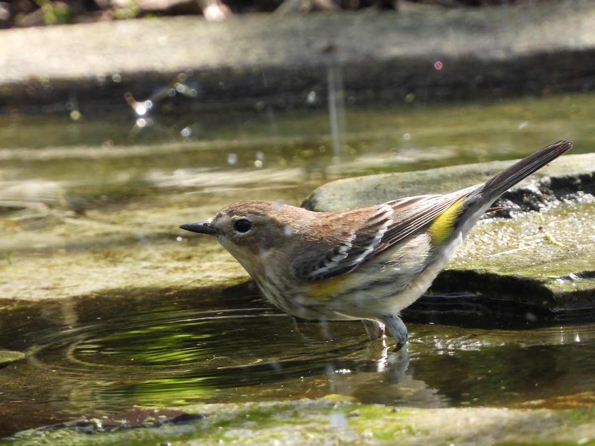 Yellow-rumped Warbler - ML537797971