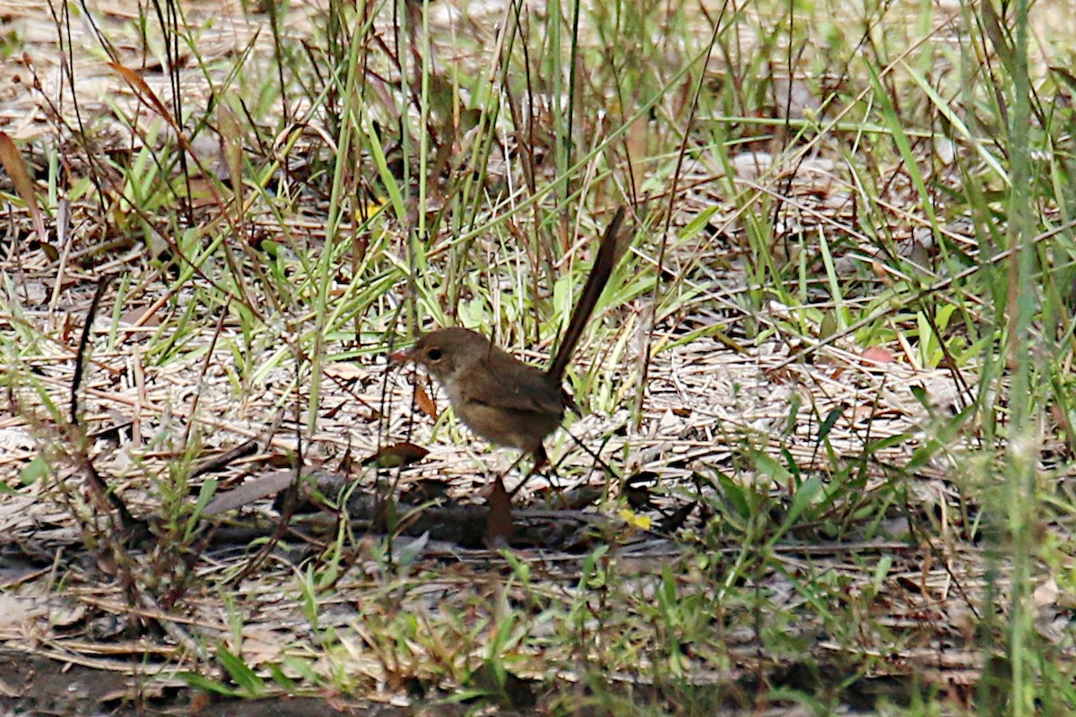 Red-backed Fairywren - Leith Woodall