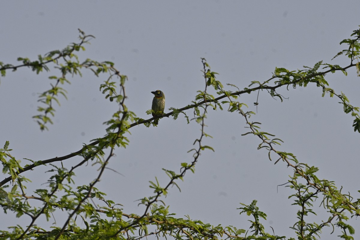 Coppersmith Barbet - ML537798301