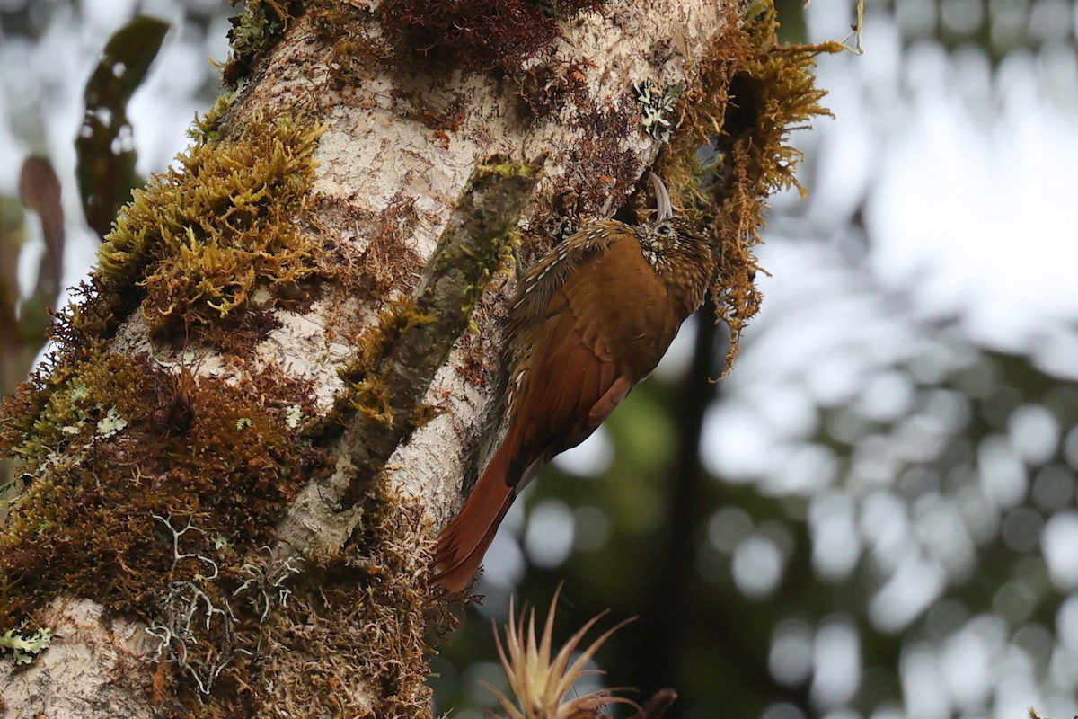 eBird Checklist - 29 Nov 2022 - La Truchera - 4 species