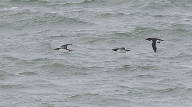 Thick-billed Murre - ML53779951