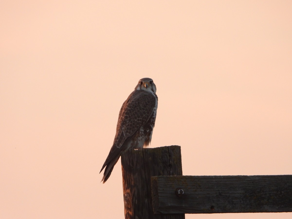 Prairie Falcon - ML537799791