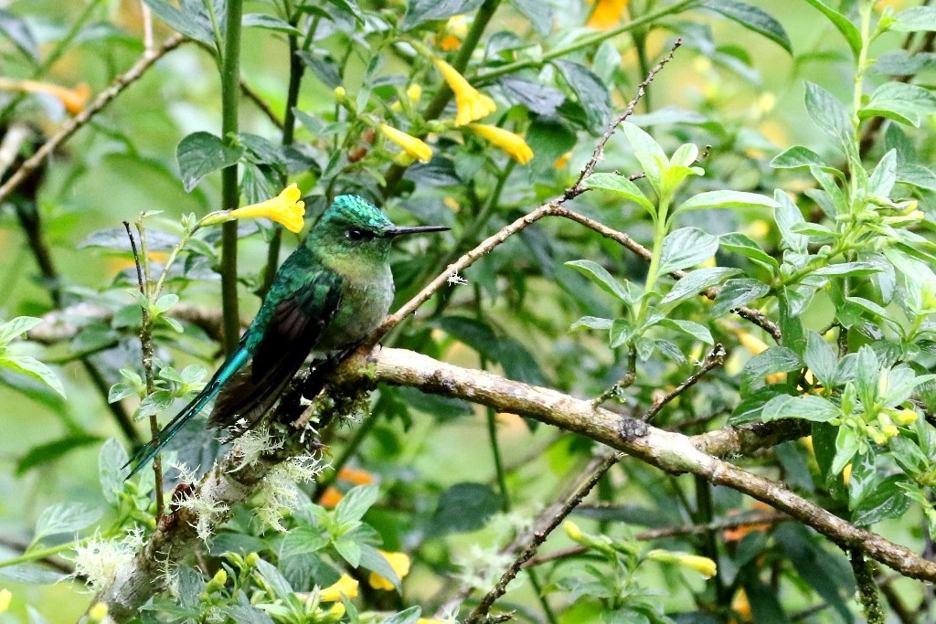 Long-tailed Sylph - ML53780021