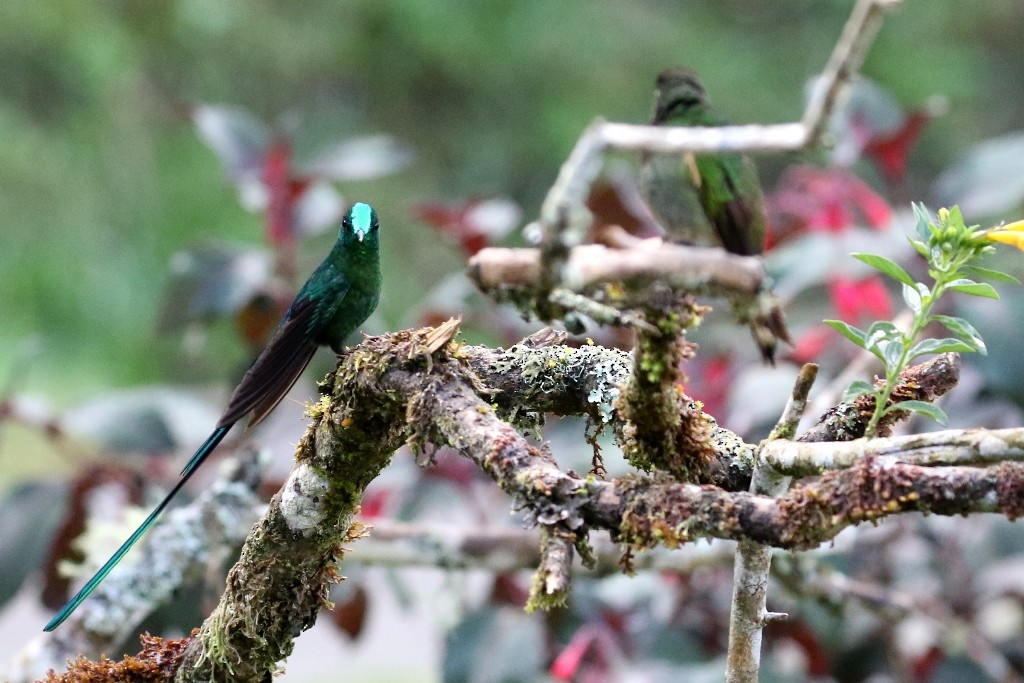 Long-tailed Sylph - ML53780071