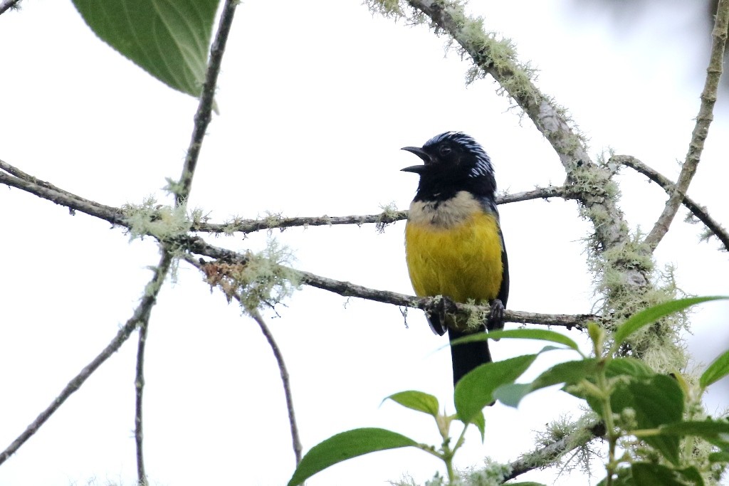 Buff-breasted Mountain Tanager - ML53780391