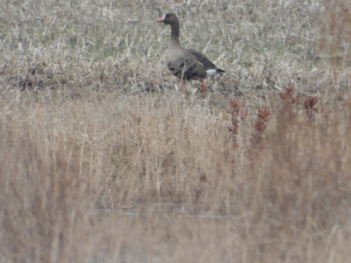 Greater White-fronted Goose - ML537804081
