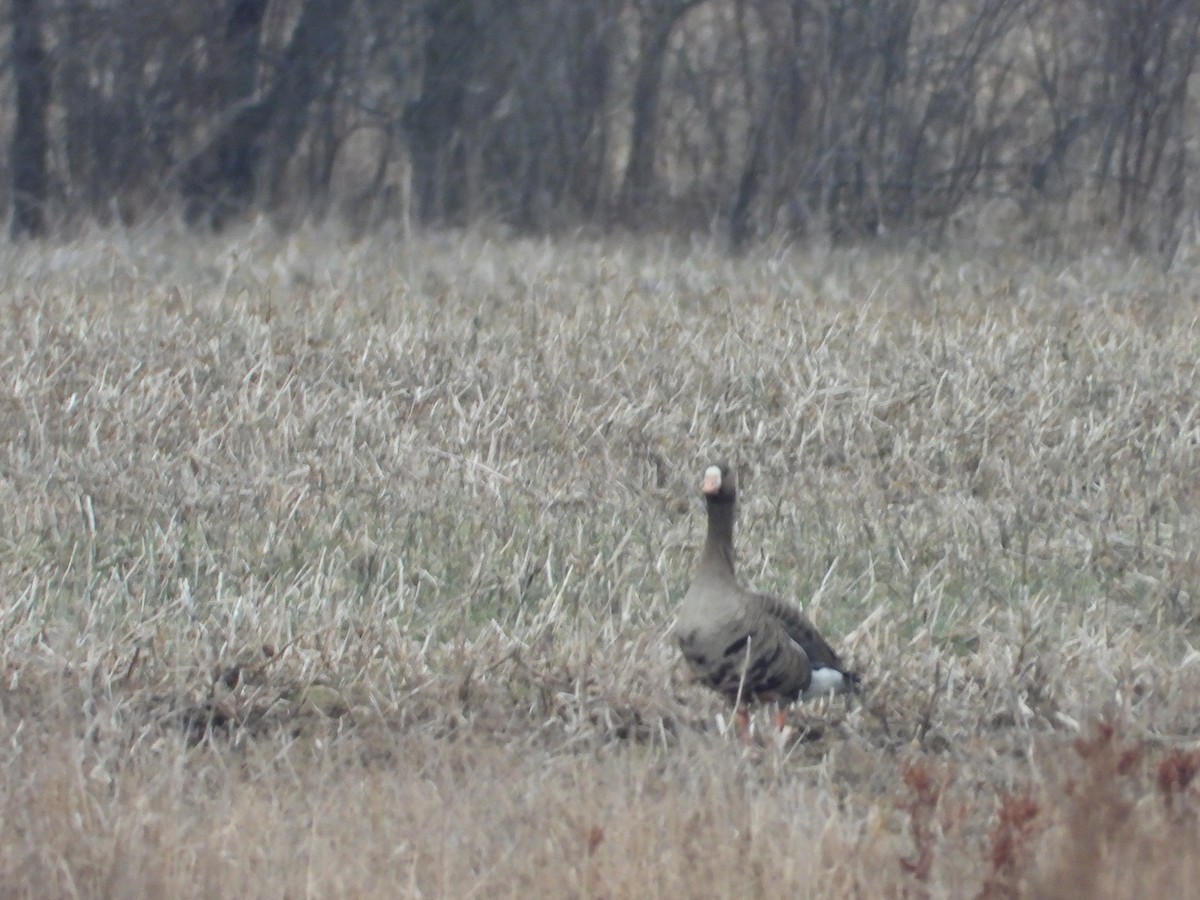 Greater White-fronted Goose - ML537804091
