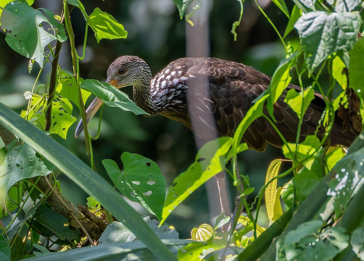 Limpkin - ML537804101