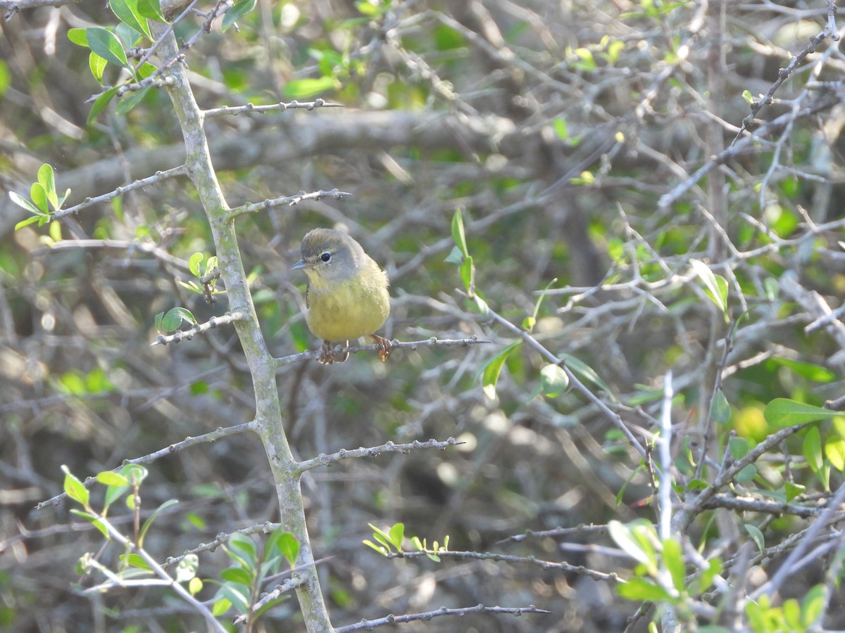 Orange-crowned Warbler - ML537804461